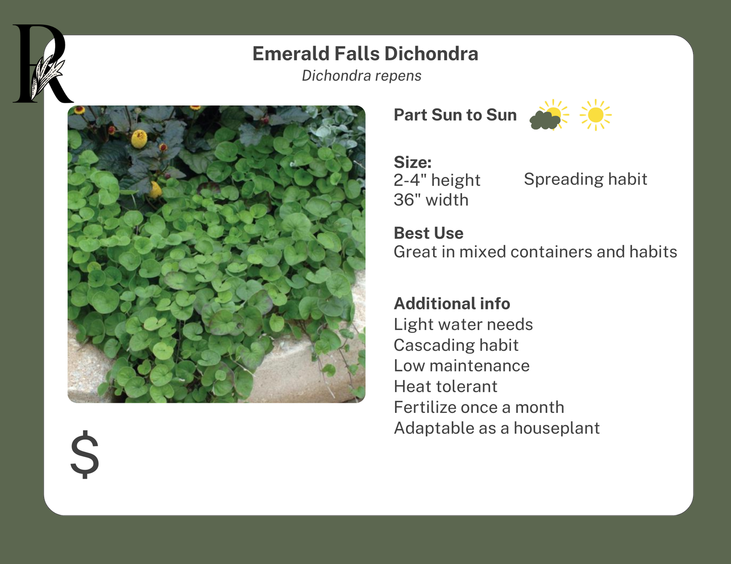 Emerald Falls Dichondra