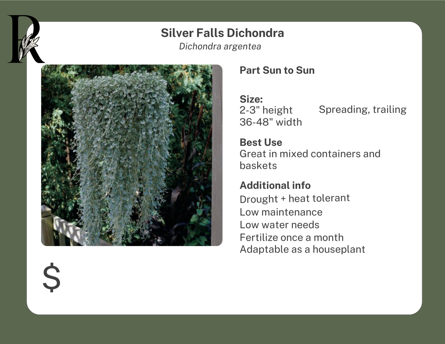 Silver Falls Dichondra