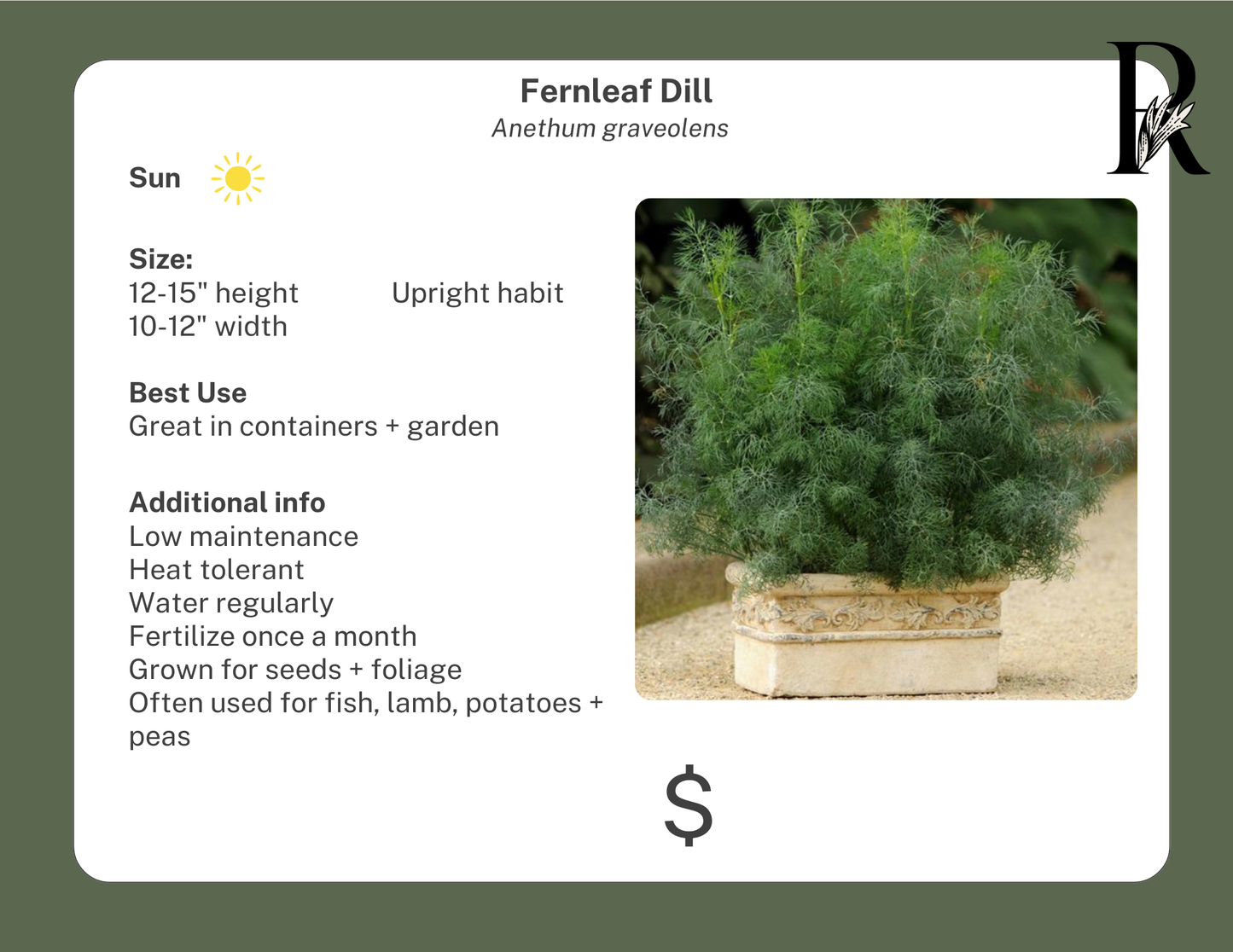 Fernleaf Dill