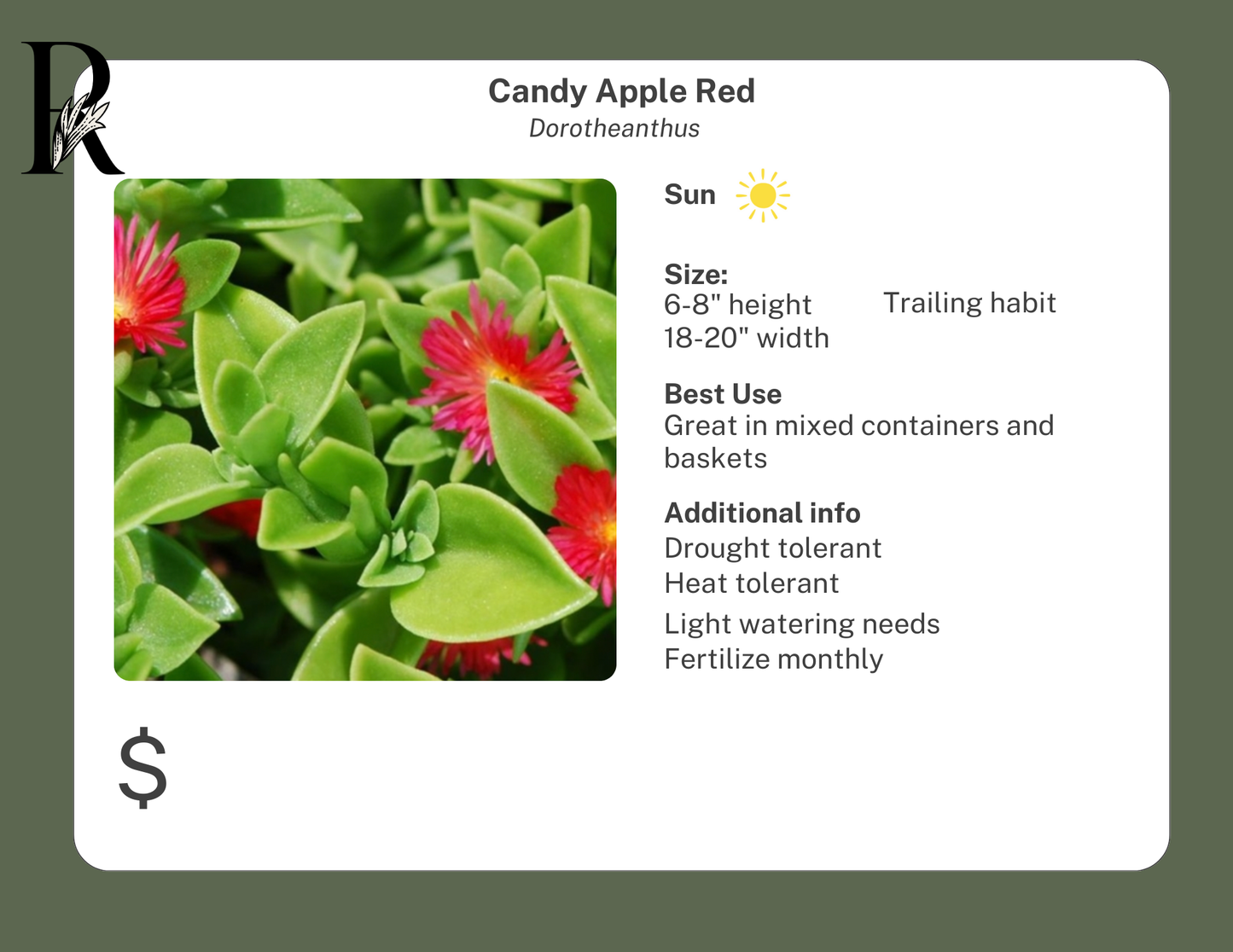 Candy Apple Red Dorotheanthus