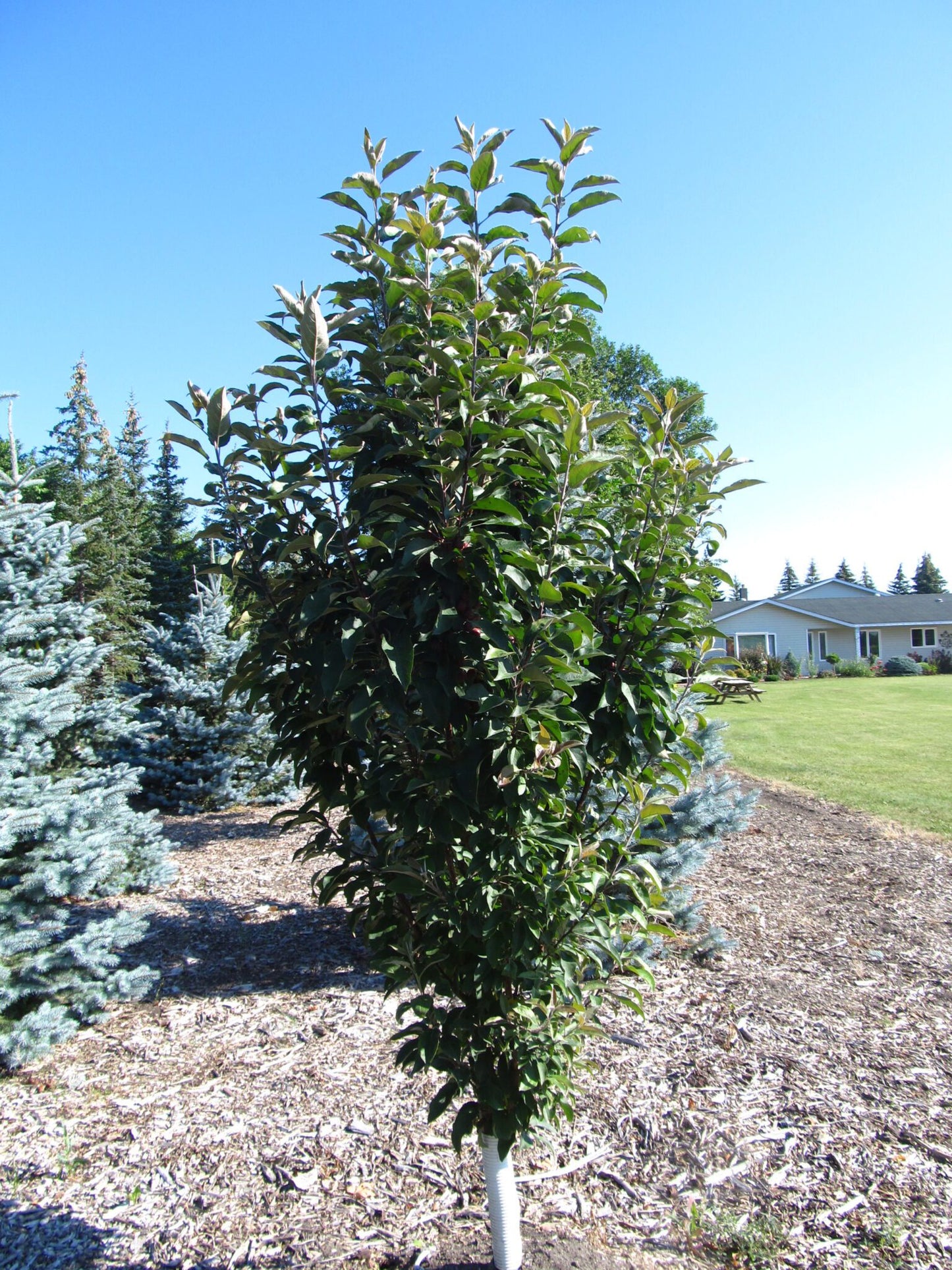 Emerald Spire Crabapple