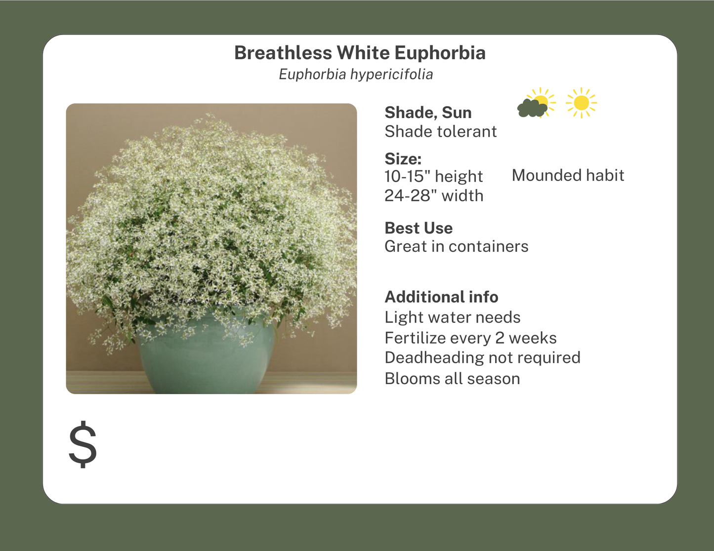 Breathless White Euphorbia