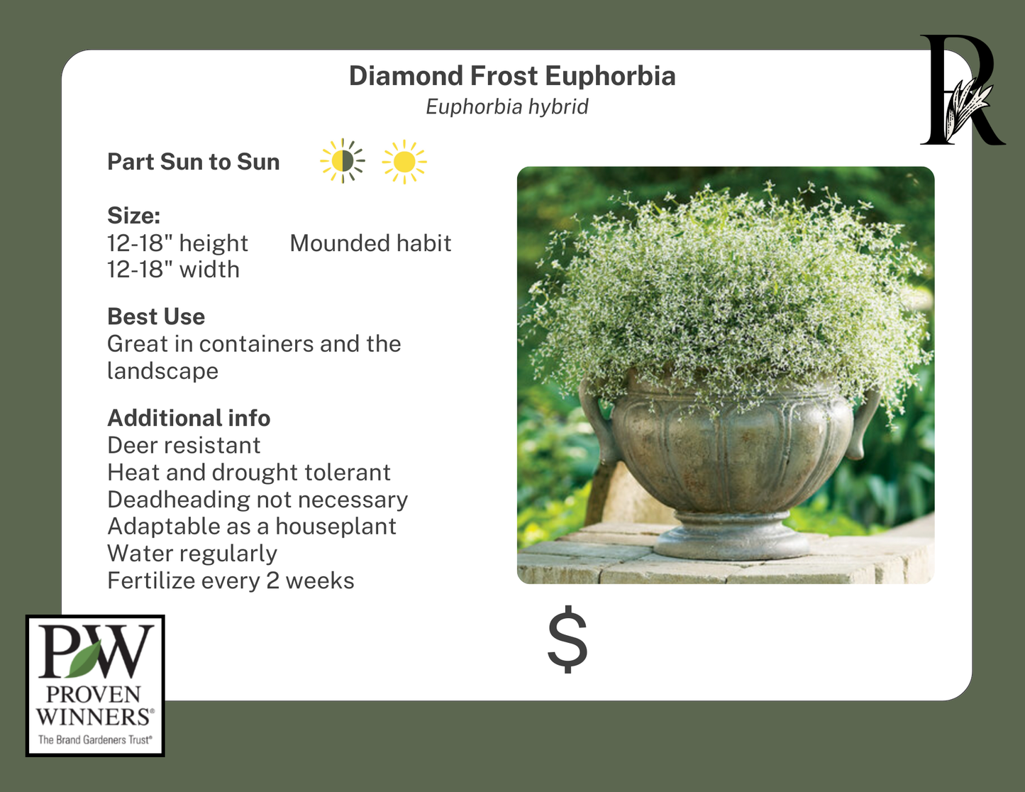 Diamond Frost (Proven Winners)