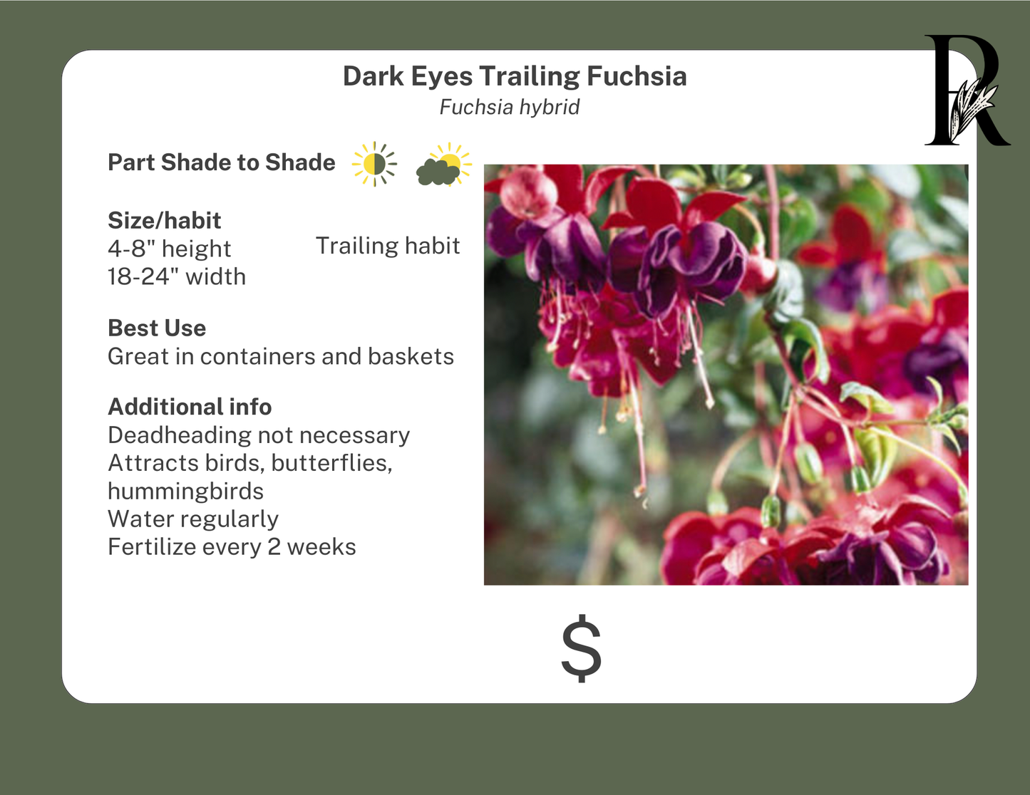 Dark Eyes Trailing Fuchsia