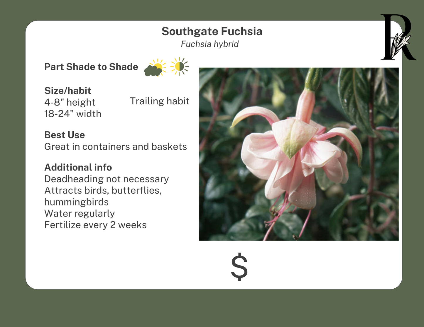 Southgate Fuchsia