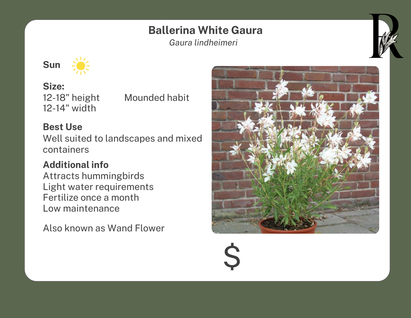 Ballerina White Gaura