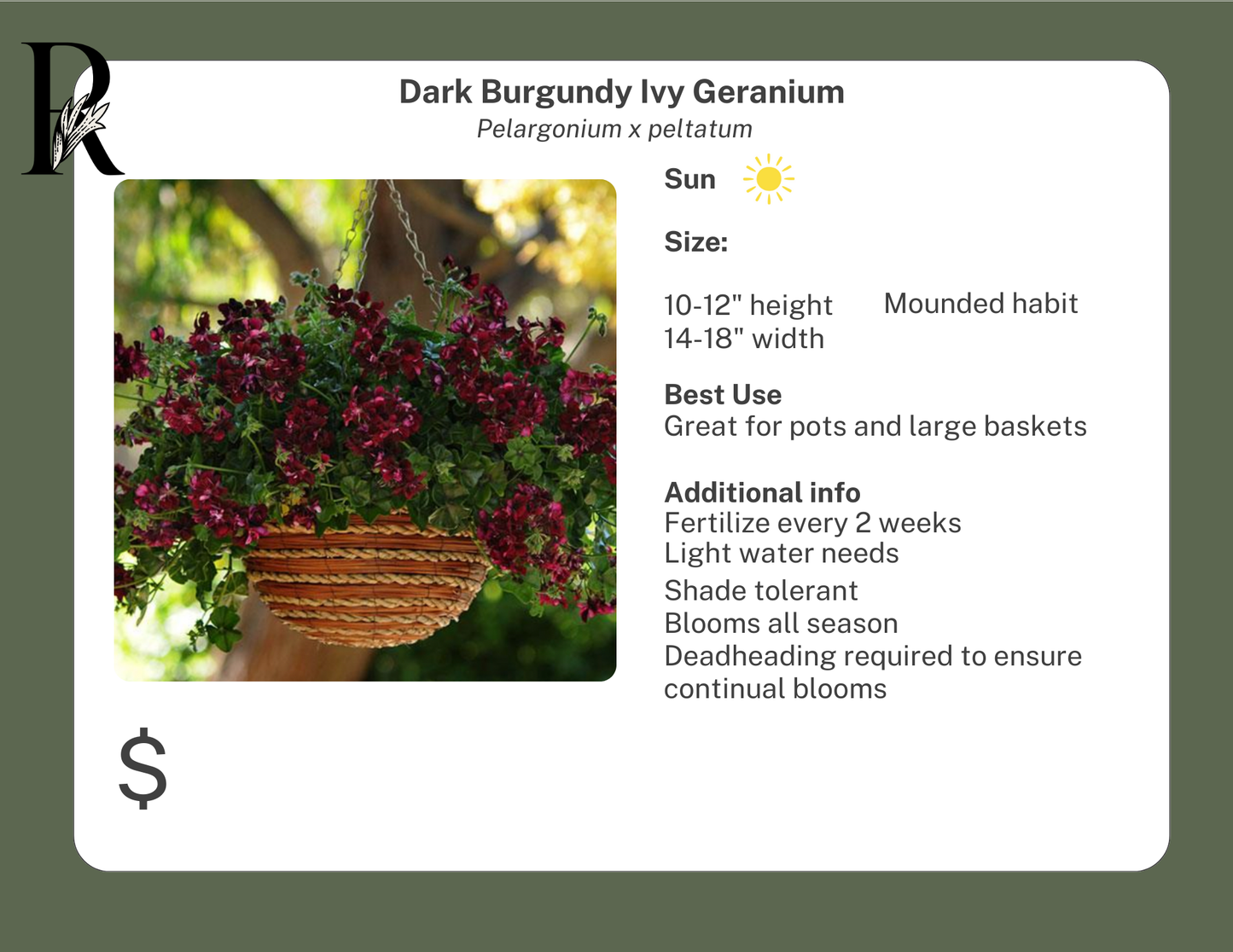 Dark Burgundy Ivy Geranium