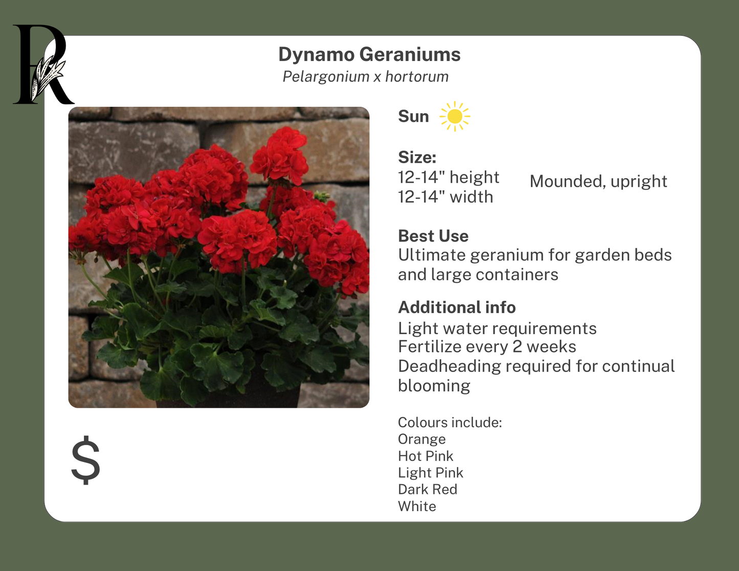 Dynamo White Geranium
