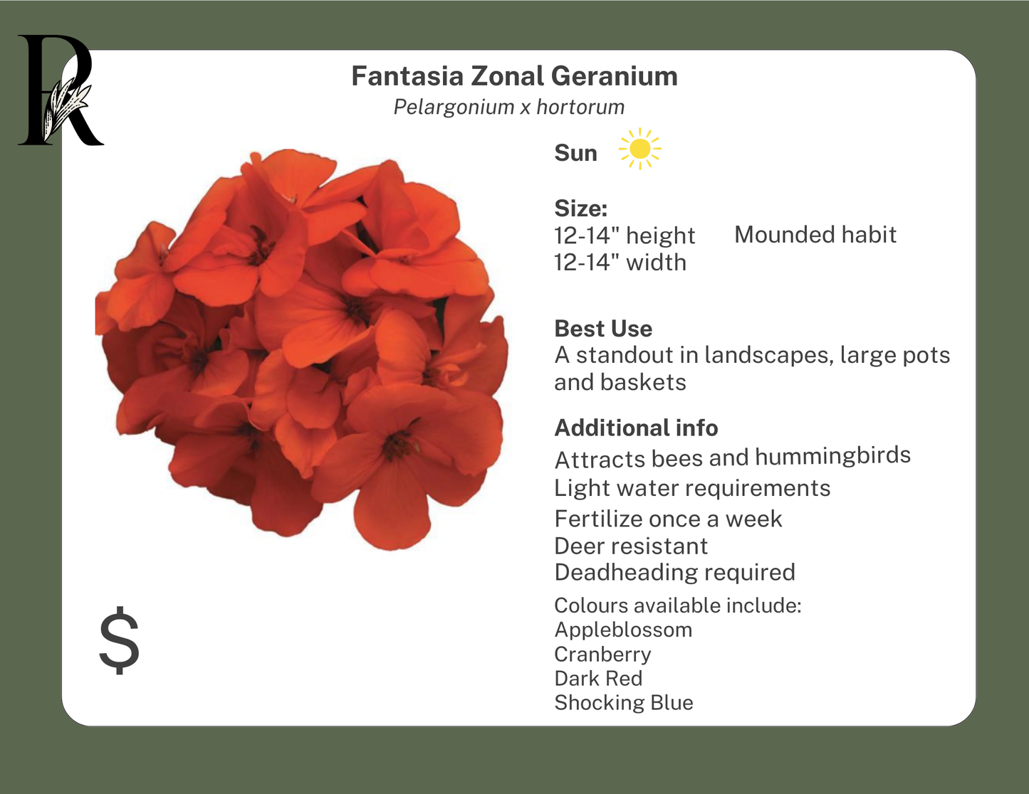 Fantasia Appleblossom Zonal Geranium