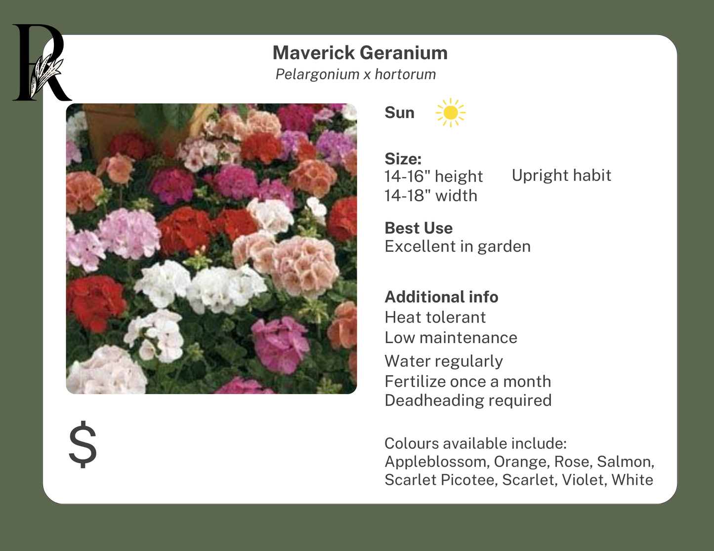 Appleblossom Maverick Geranium