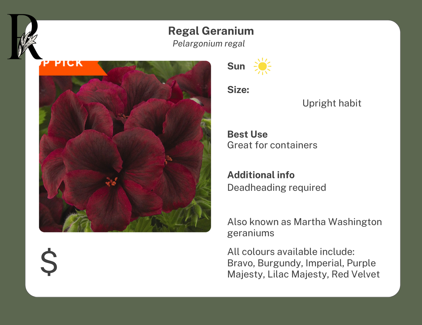 NEW! Belinda Regal Geranium