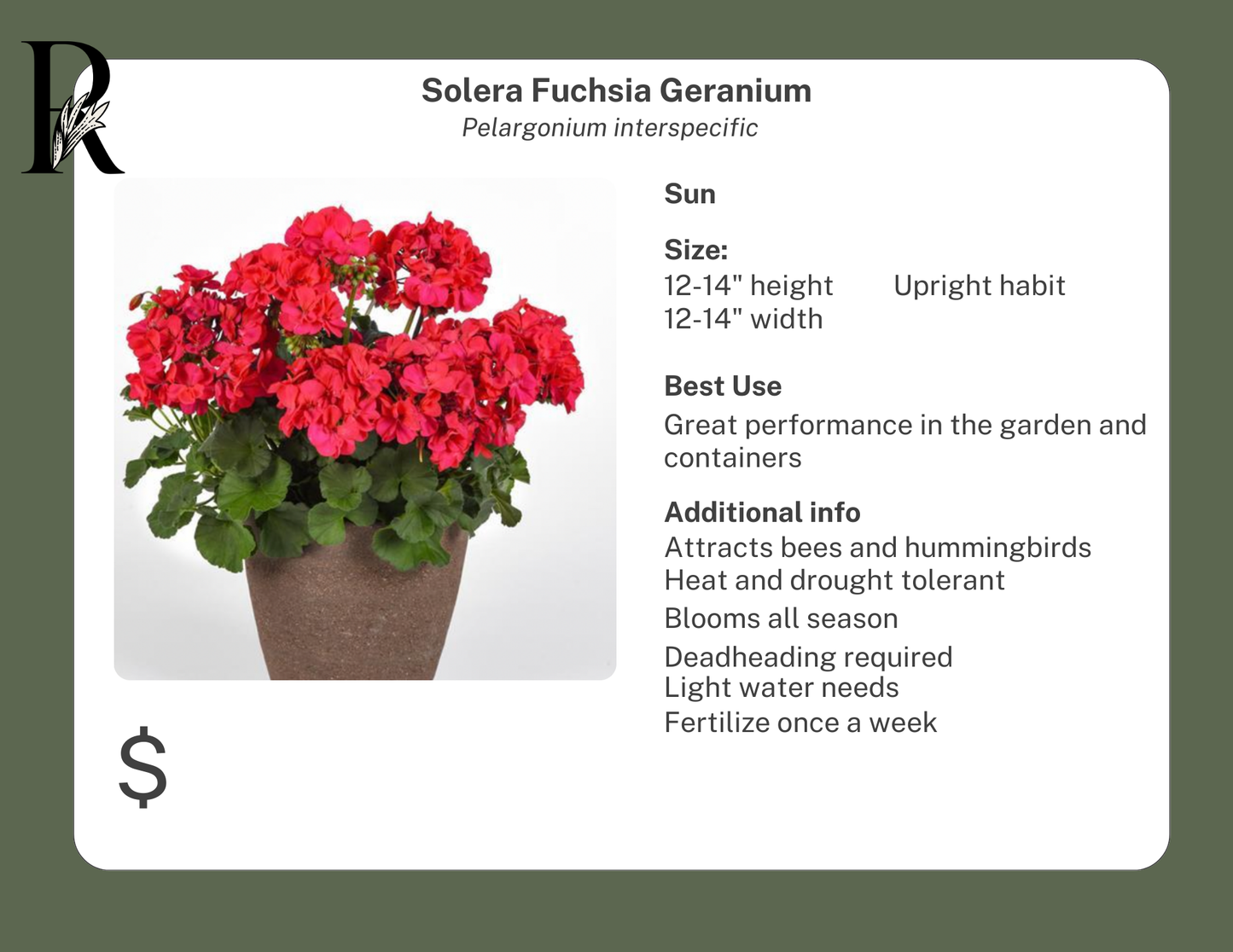 Solera Watermelon Geranium