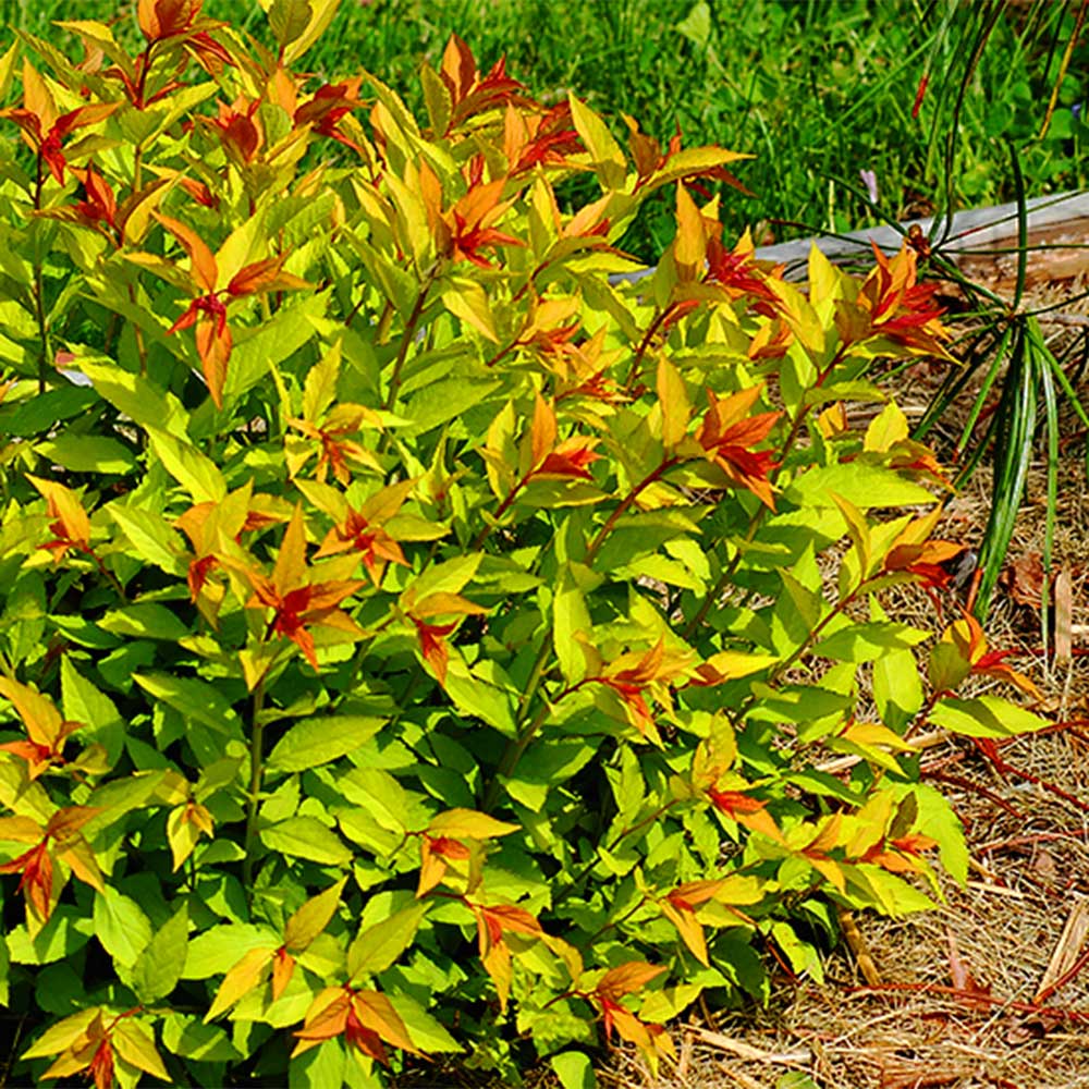 Goldflame Spirea