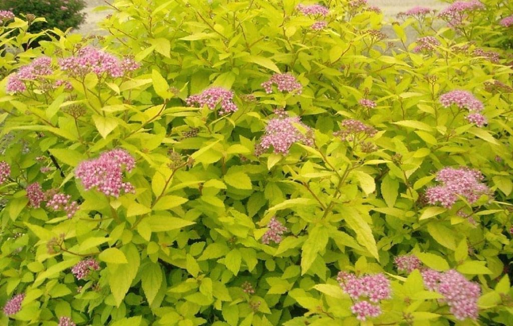 Goldmound Spirea