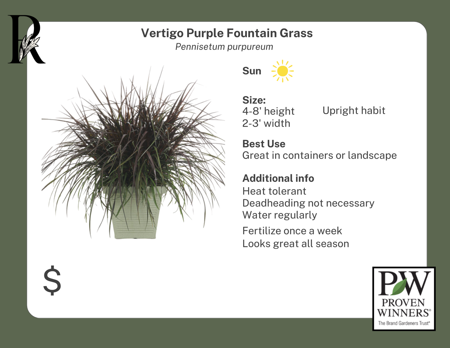 Vertigo Purple Fountain Grass