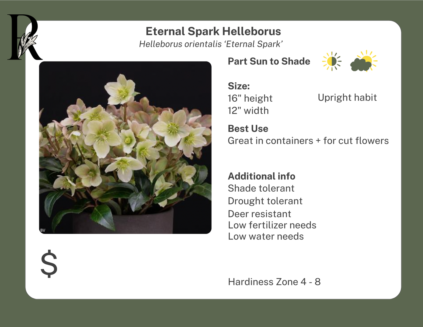Eternal Spark Helleborus