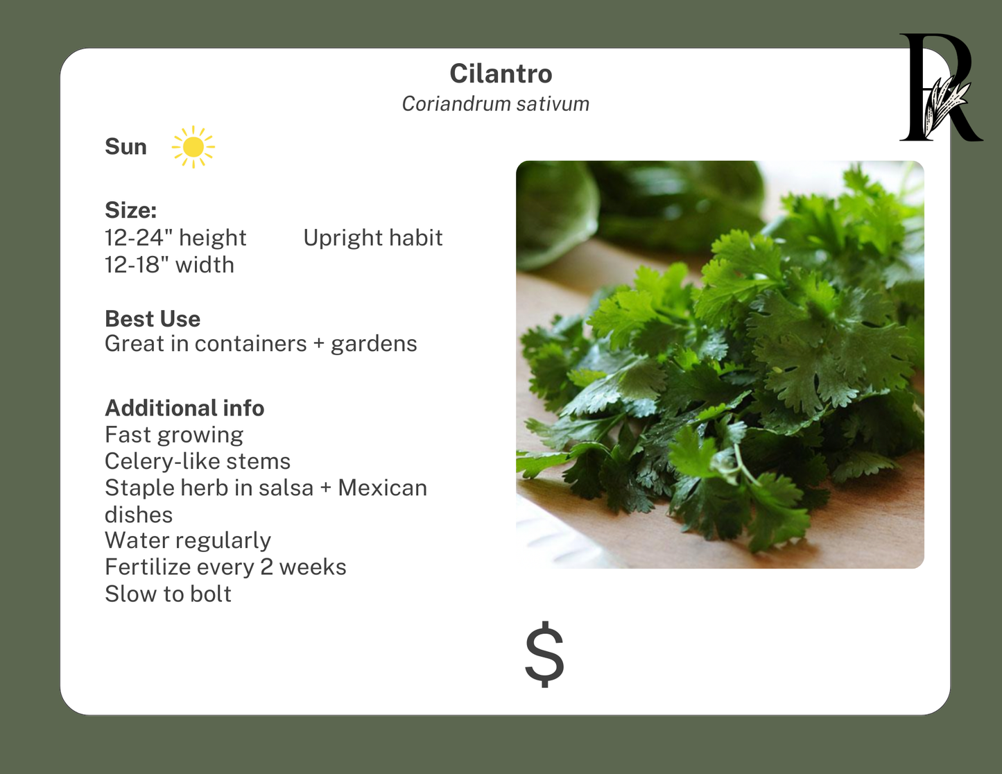 Cilantro