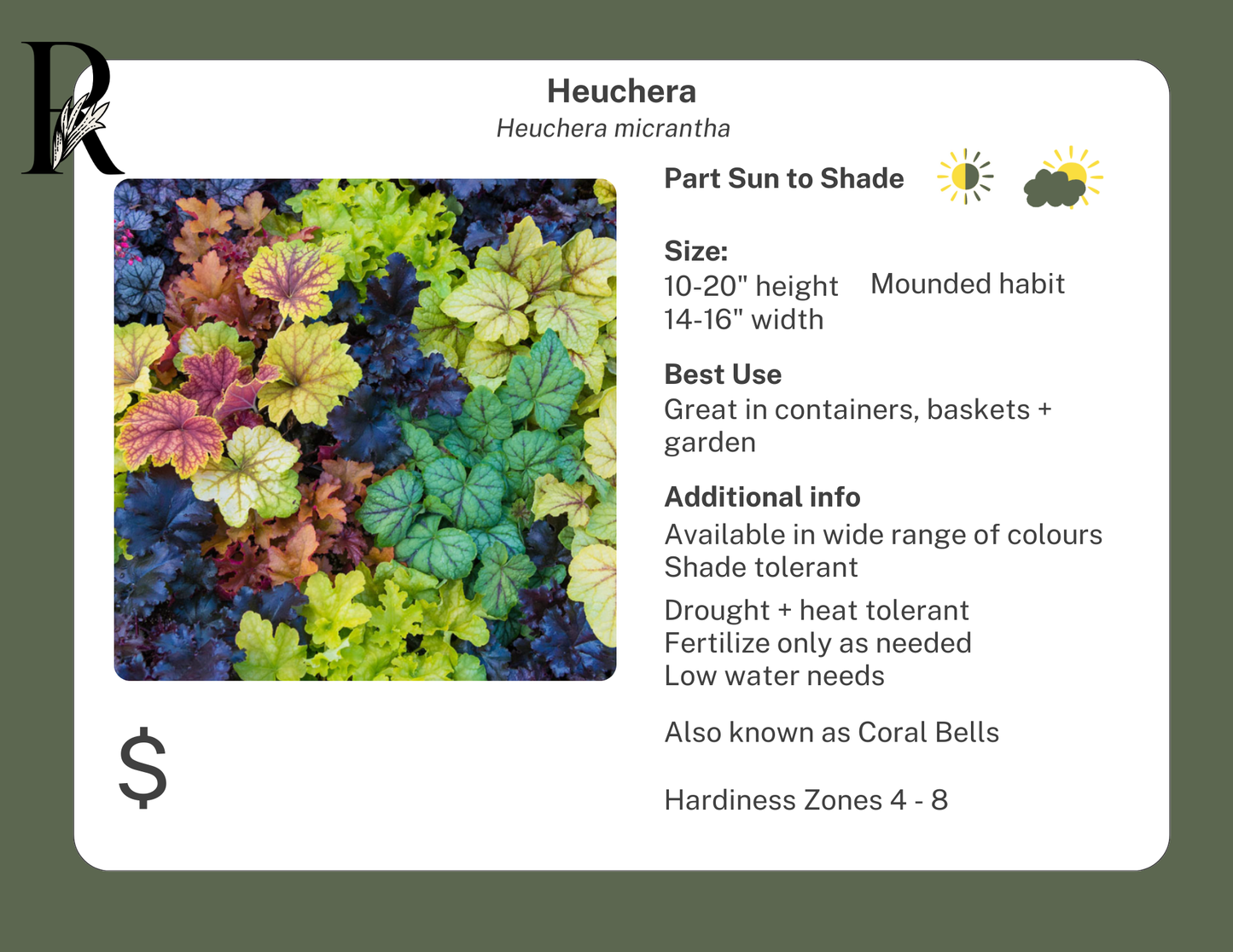 Heuchera