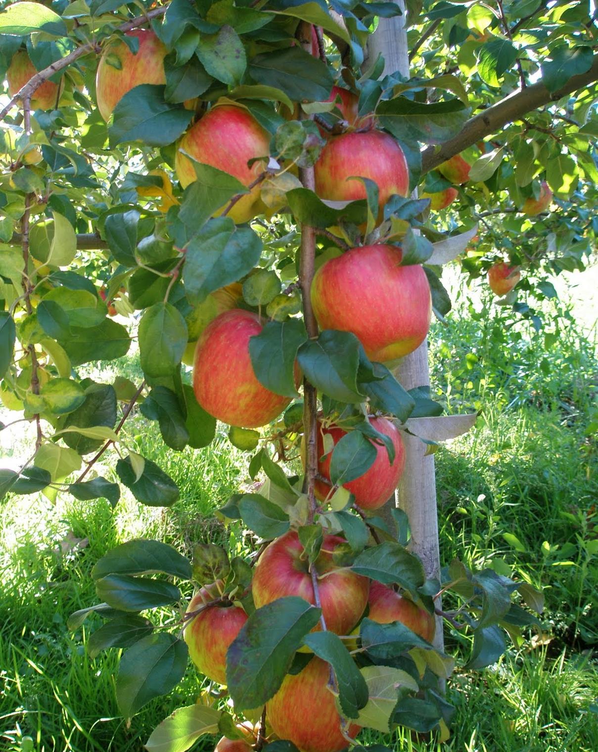 Honey Crisp Apple