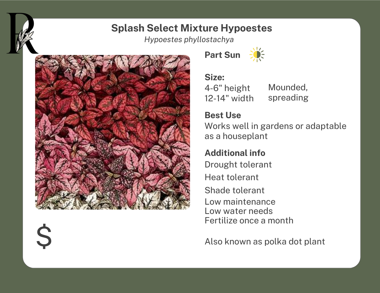 Splash Select Mixture Hypoestes (Polka Dot Plant)