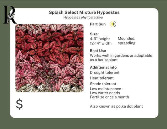 Splash Select Mixture Hypoestes (Polka Dot Plant)