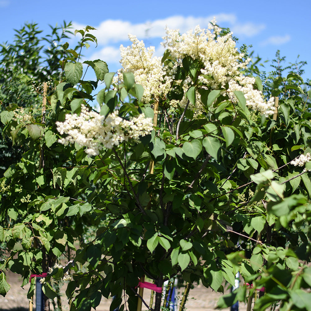 Ivory Silk Japanese Tree Lilac