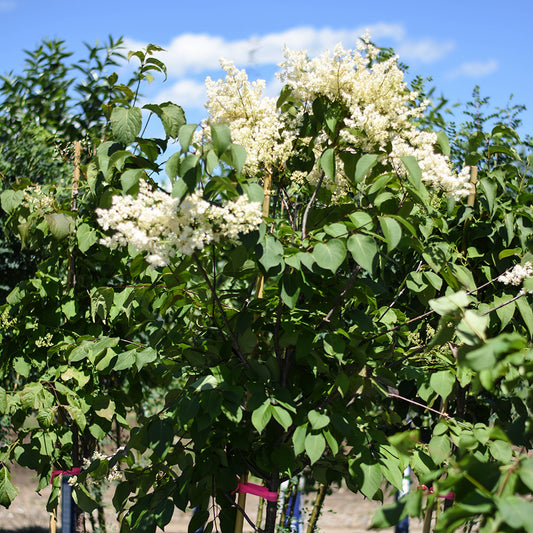 Ivory Silk Japanese Tree Lilac