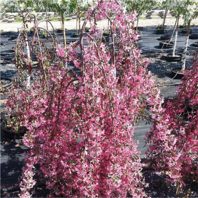 Royal Beauty Weeping Crabapple