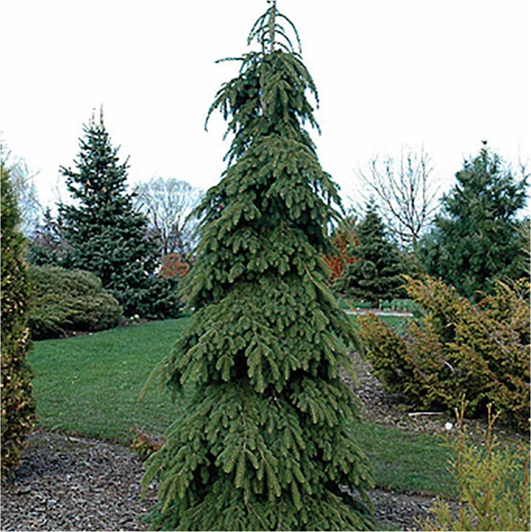 Weeping White Spruce