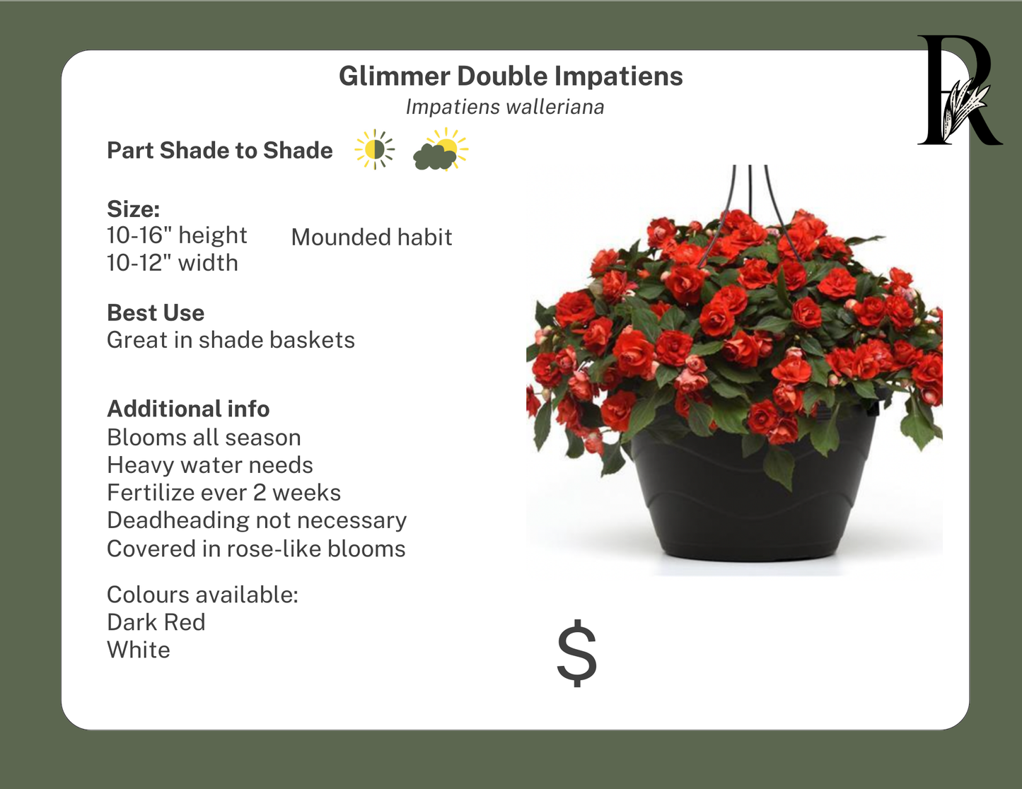 Glimmer Double Impatiens White