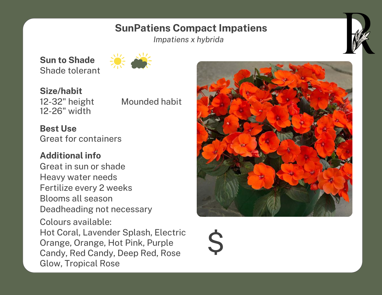 SunPatiens Compact Impatiens Deep Rose
