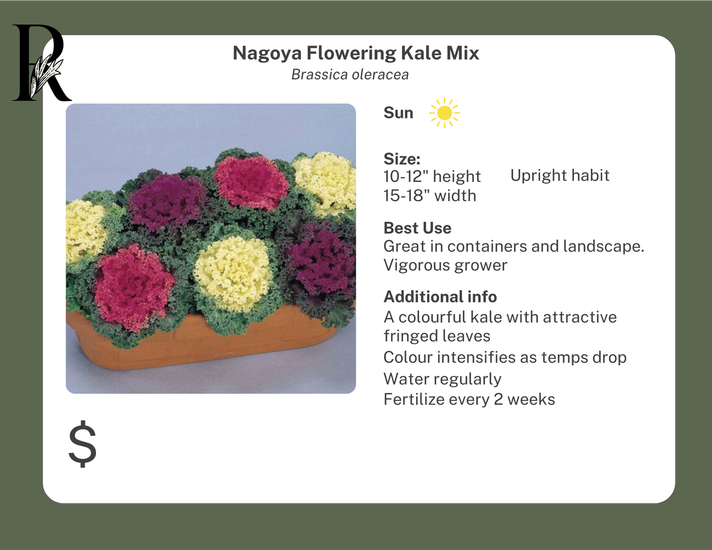 Nagoya Flowering Kale Mix