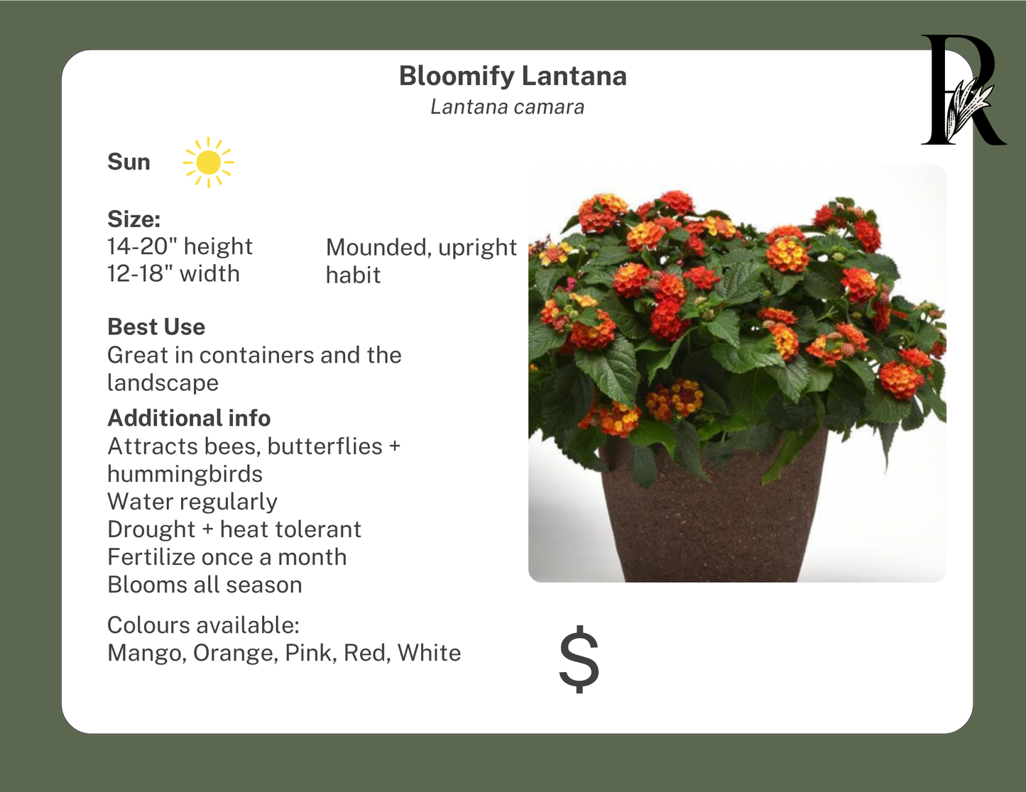 Bloomify Lantana Mango