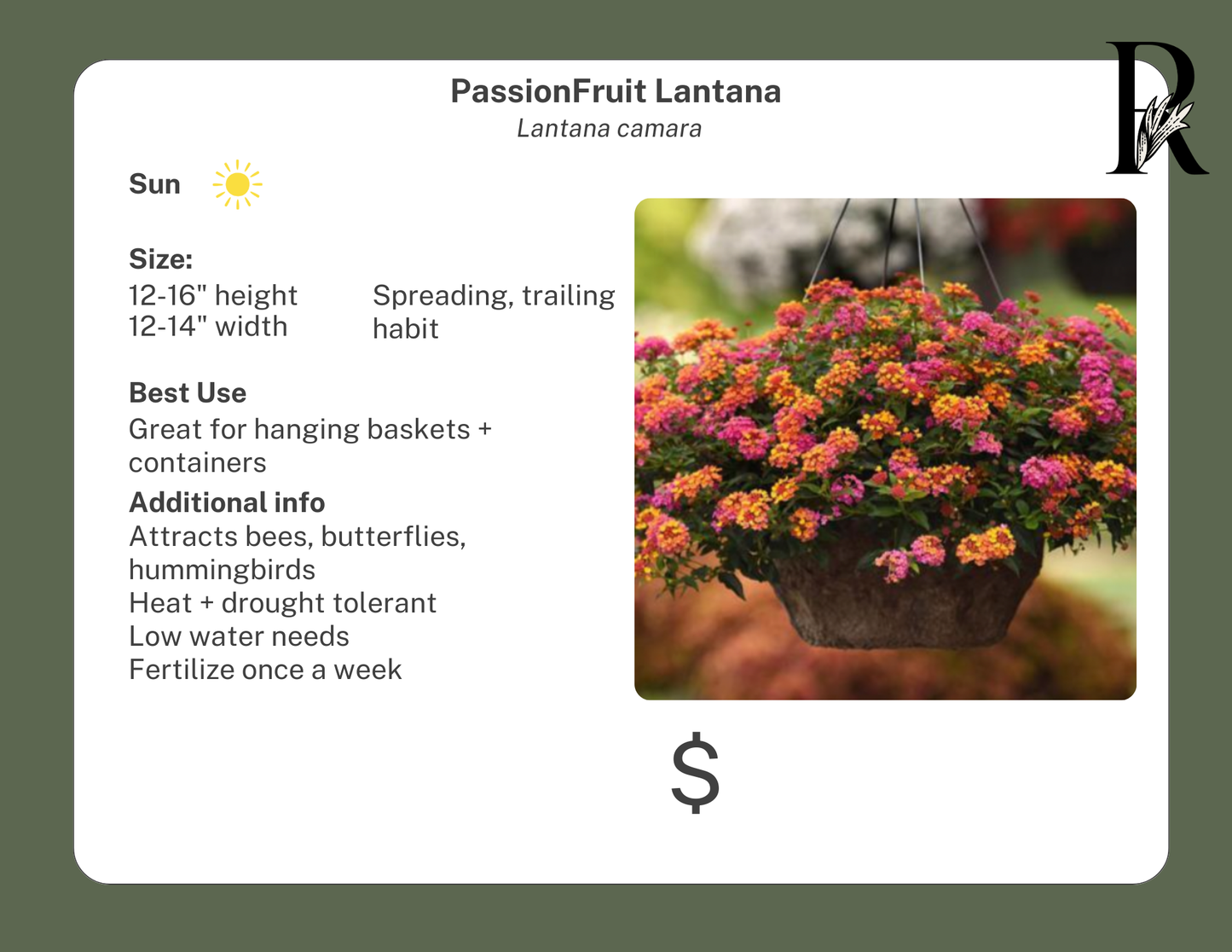 PassionFruit Lantana
