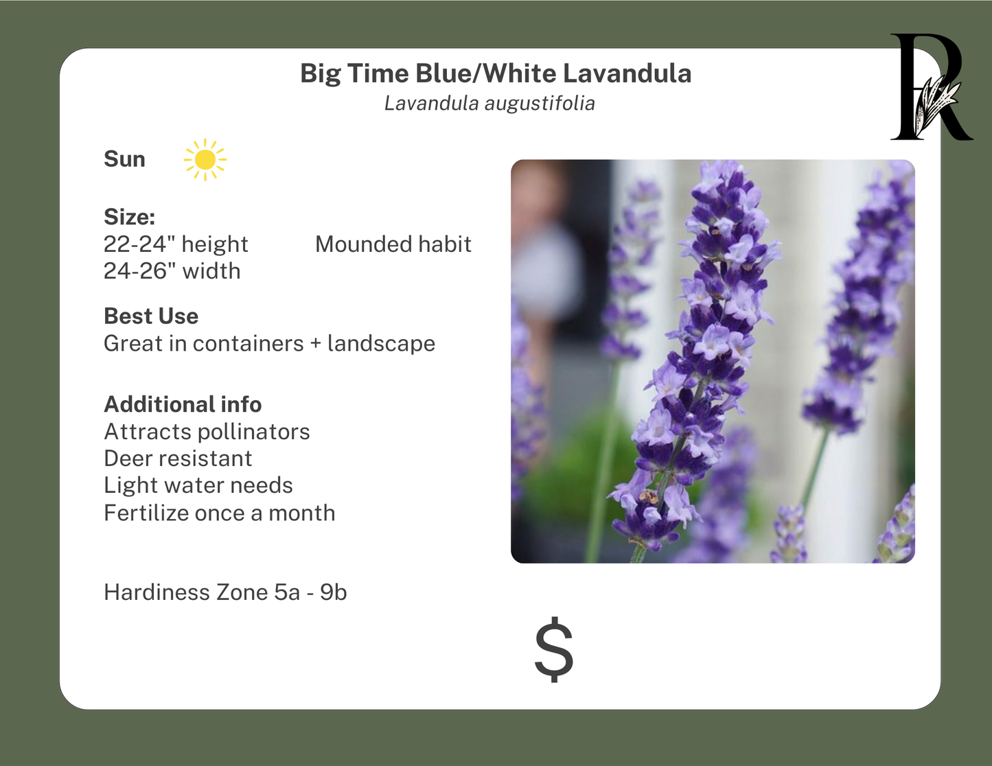 'Big Time Blue + White' Lavander