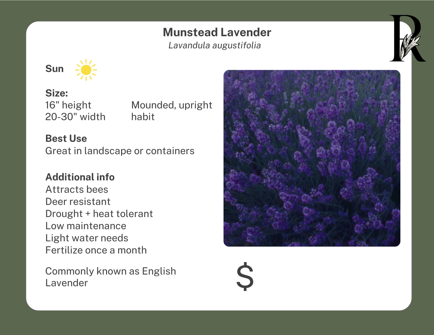 Munstead Lavender
