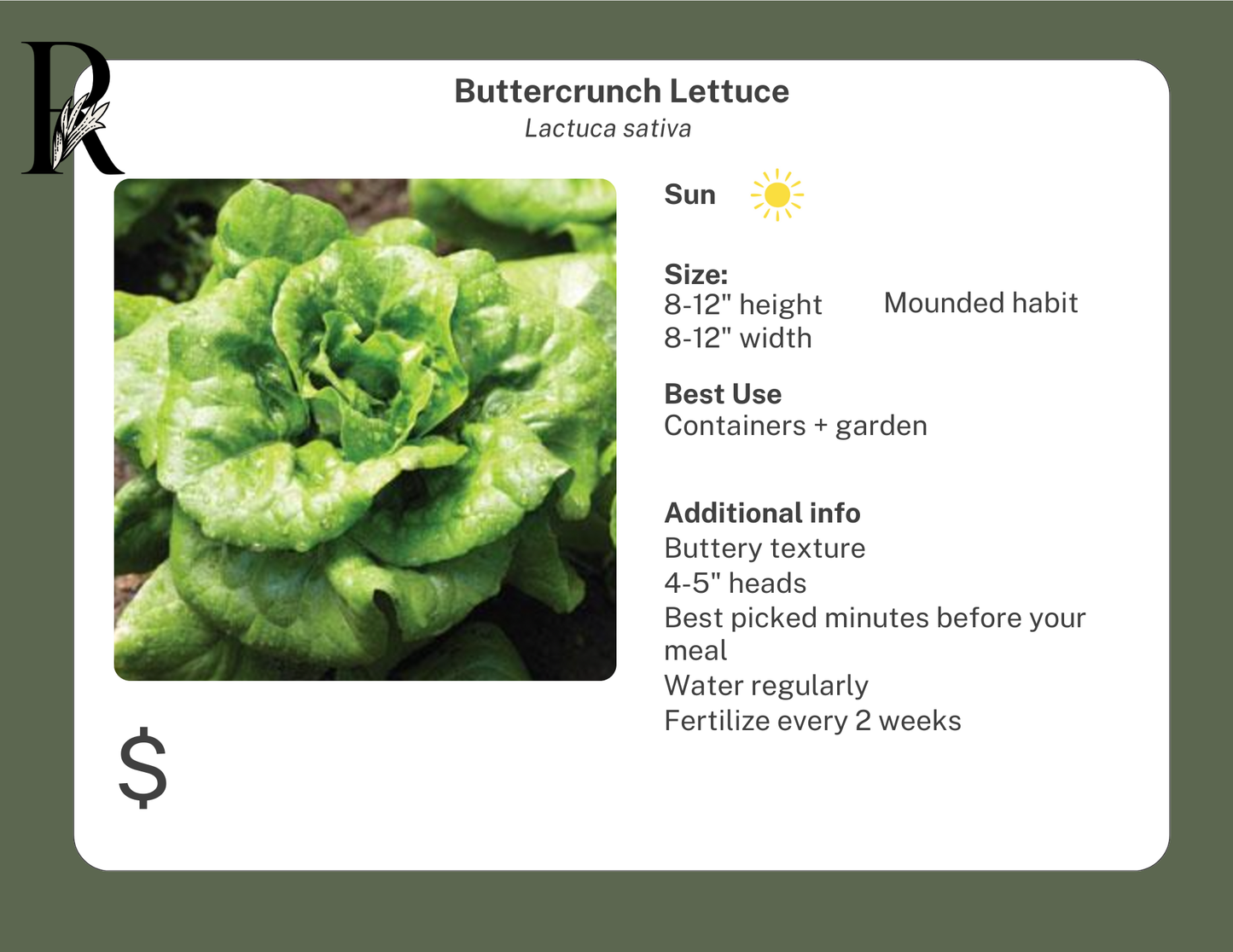 Buttercrunch Lettuce