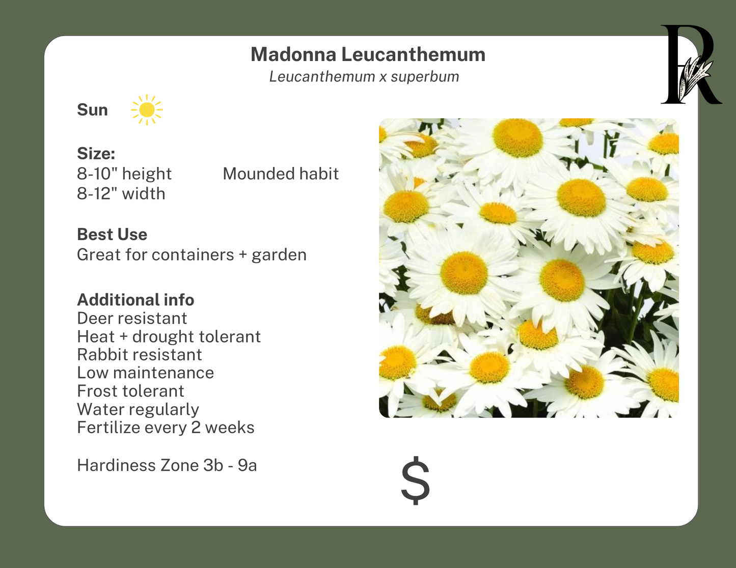 'Madonna' Shasta Daisy