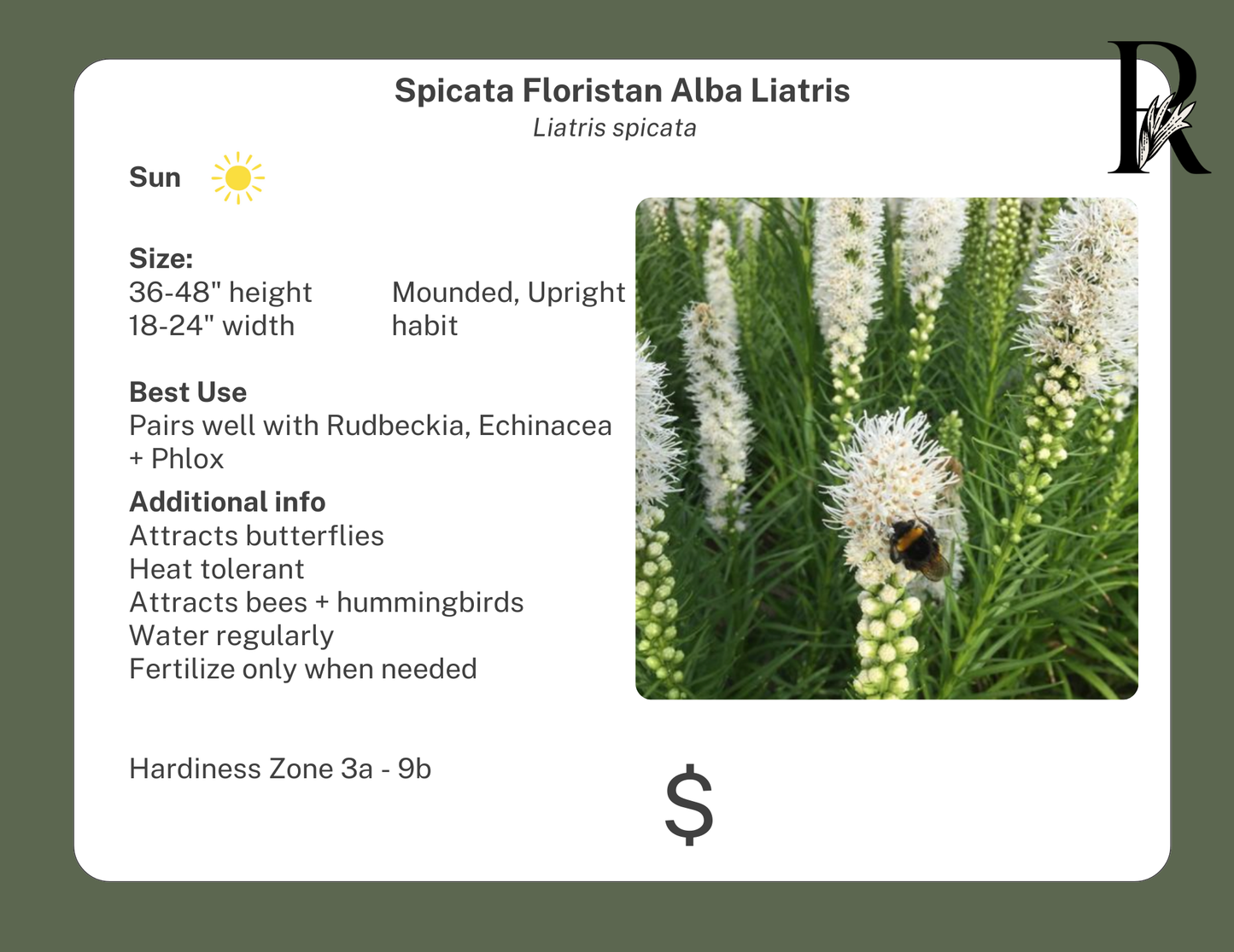 White Blazing Star