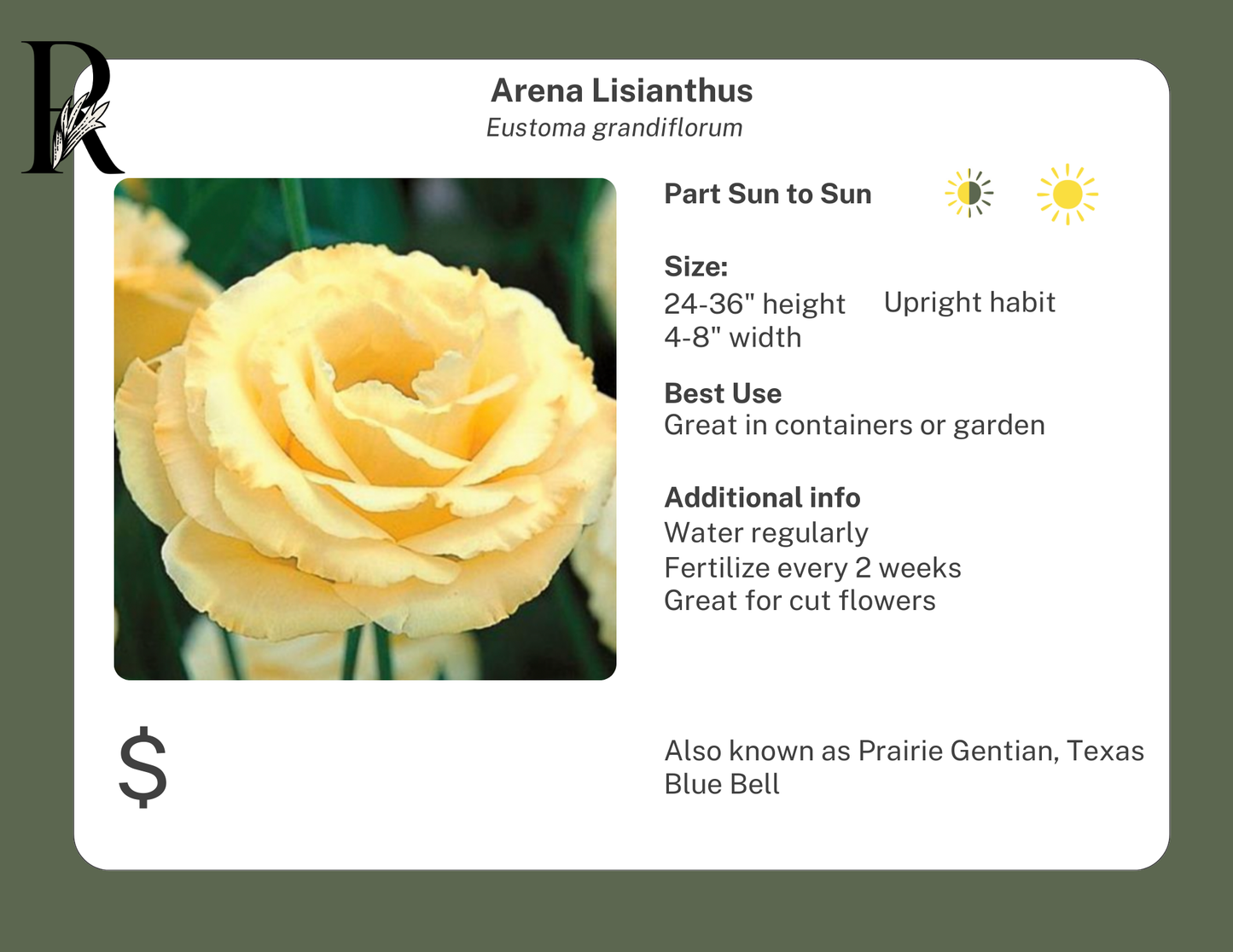 Light Pink Arena Lisianthus