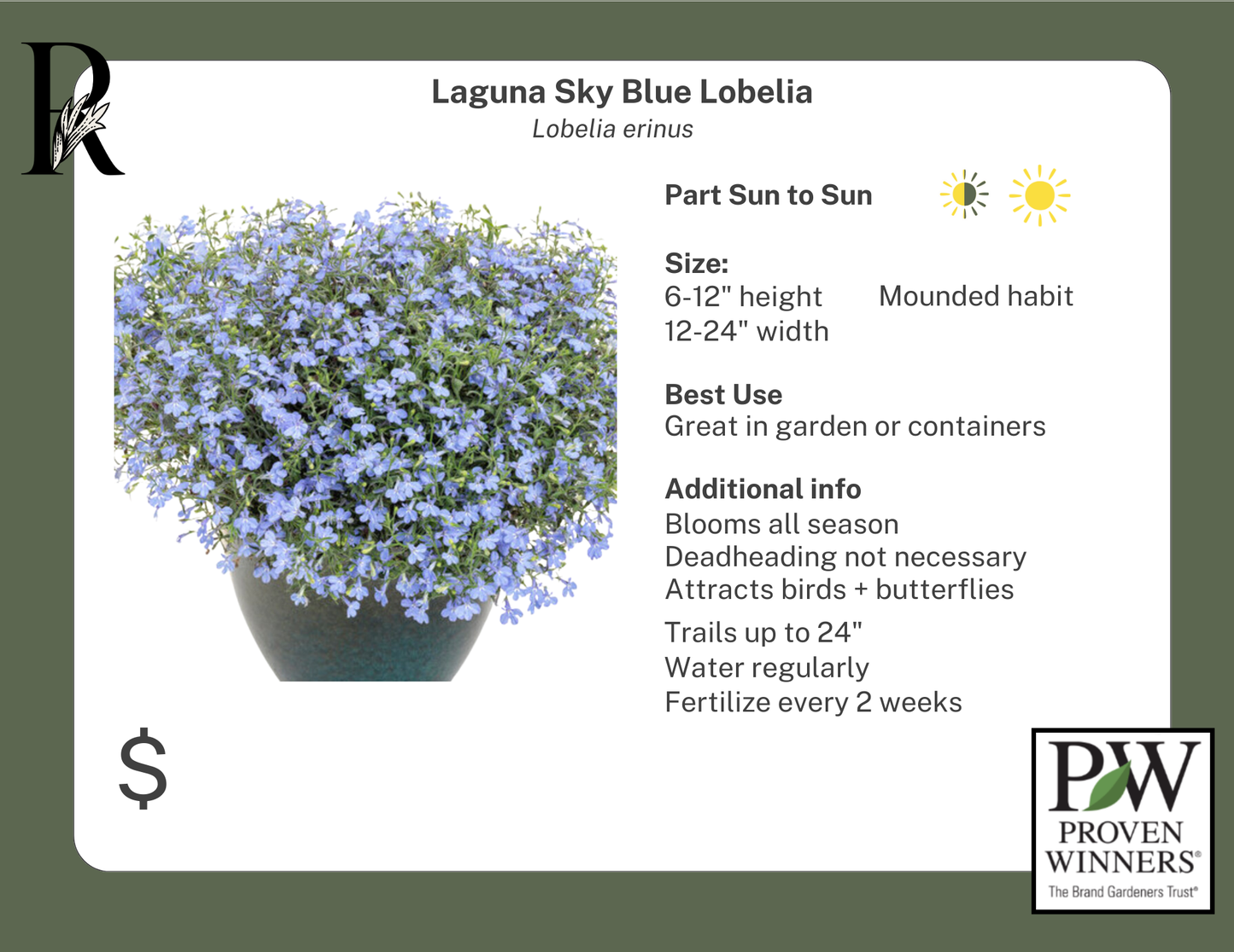 Laguna Cloud White Lobelia (Proven Winners)