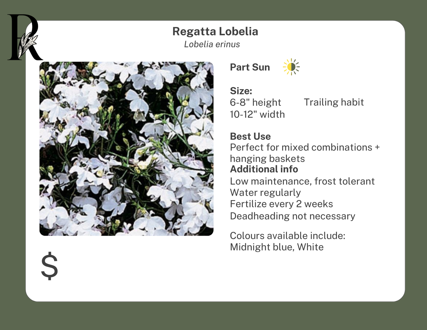 Lobelia Regatta Midnight Blue