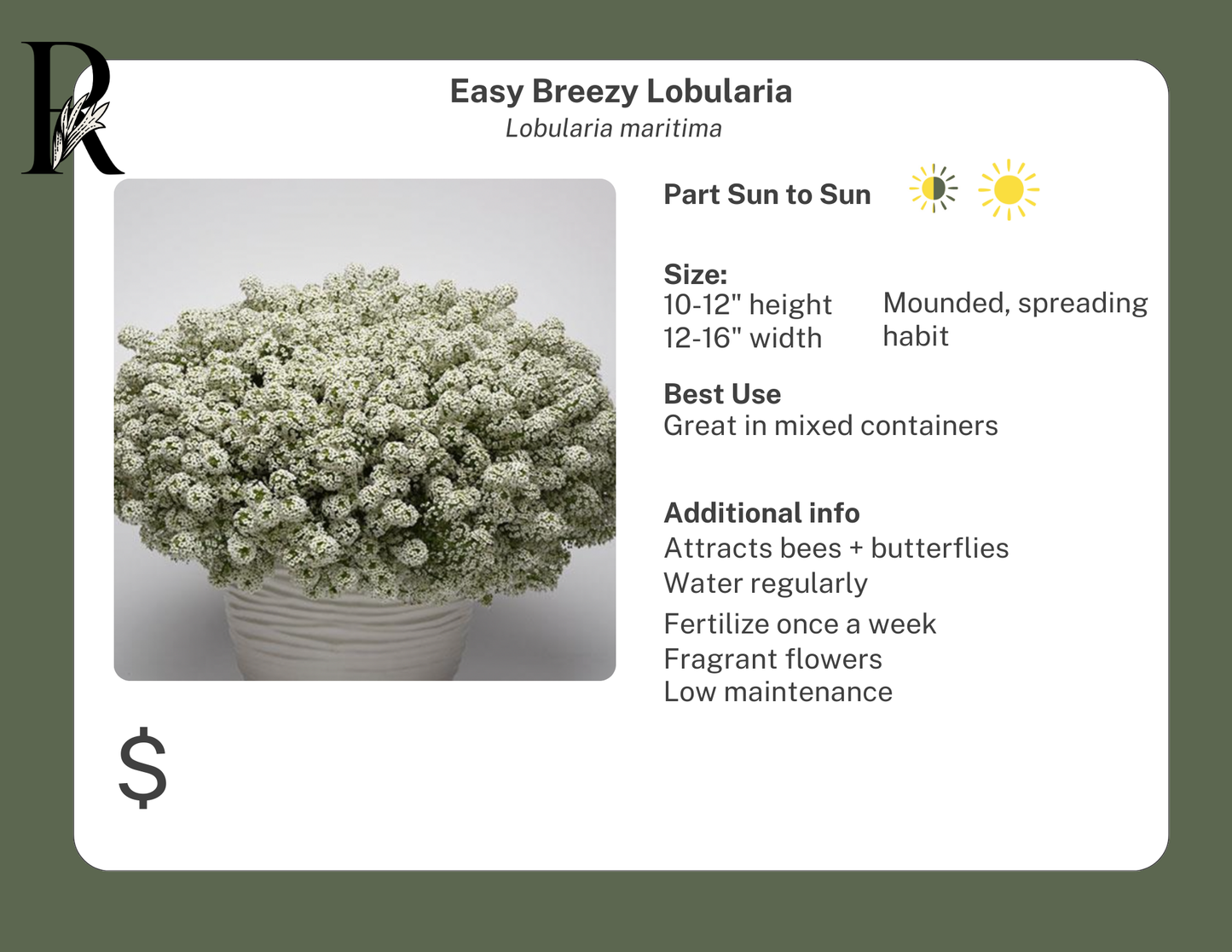 Easy Breezy Lobularia White