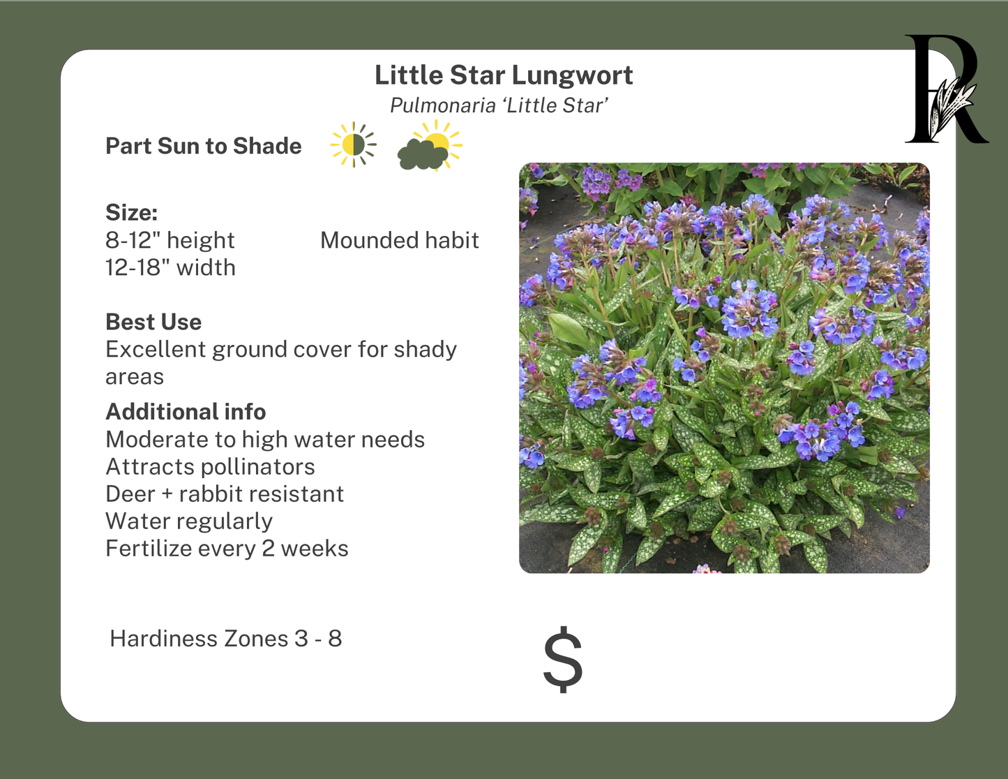 'Little Star' Lungwort