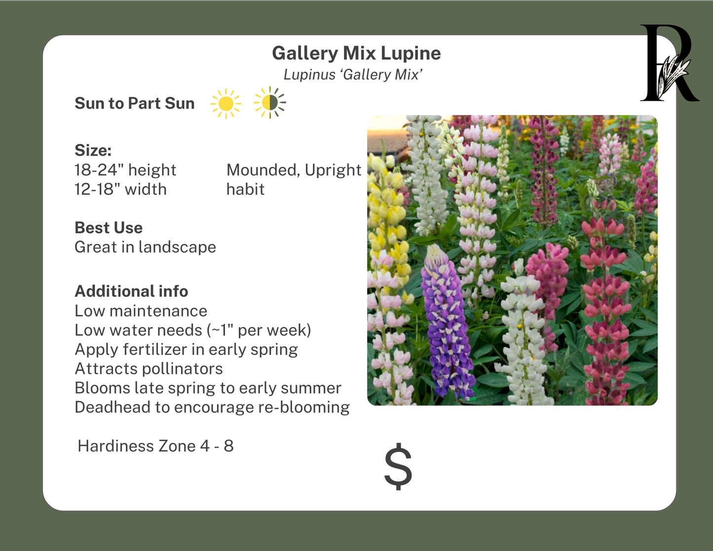 Gallery Mix Lupine