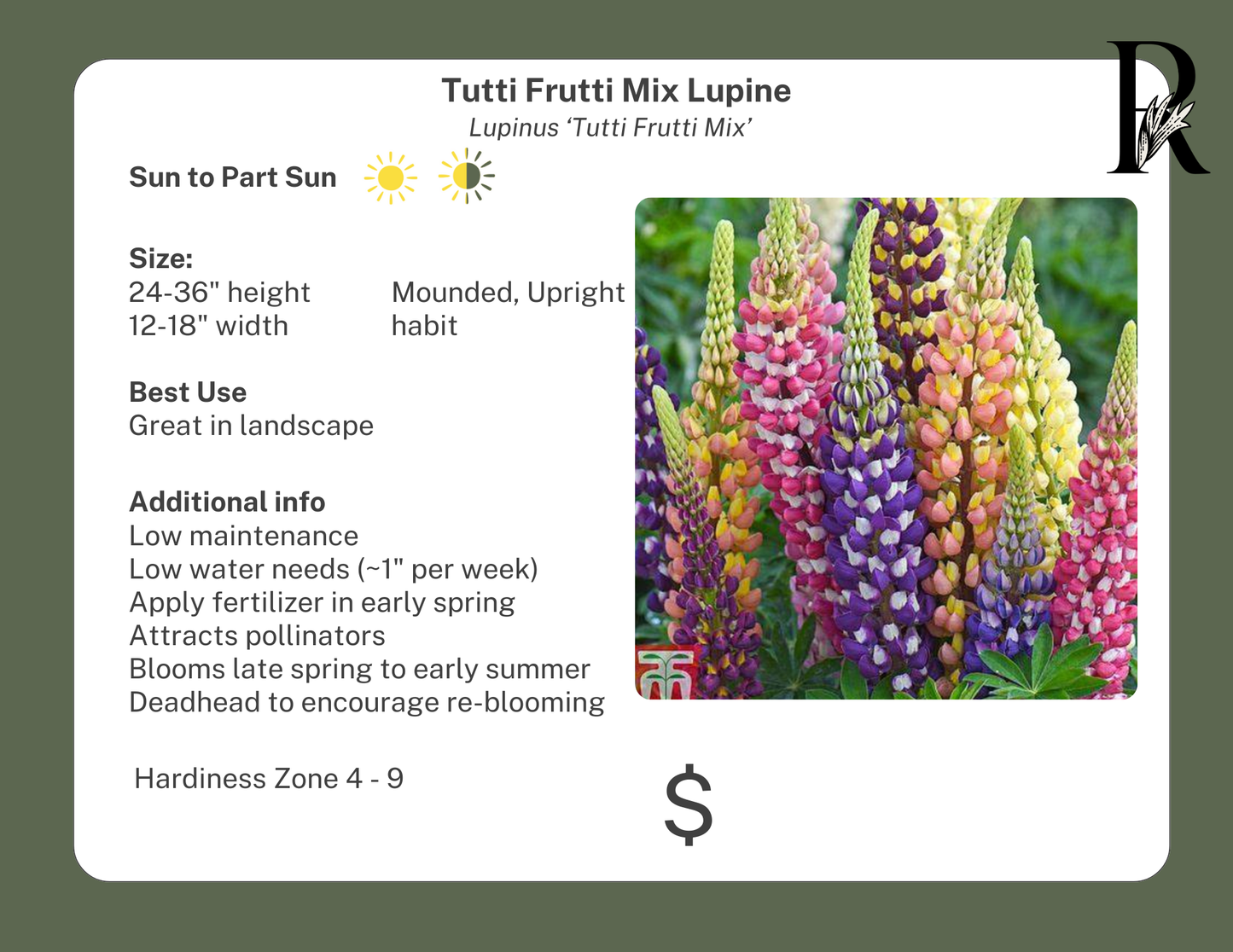 Tutti Frutti Mix Lupine