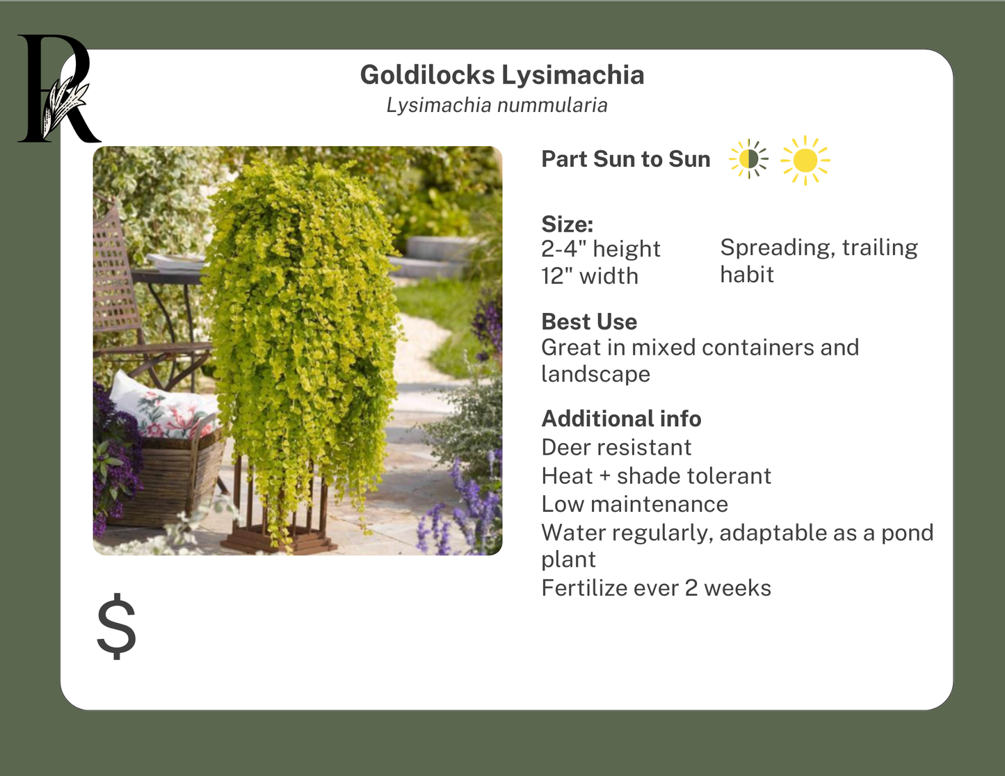 Goldilocks Lysimachia
