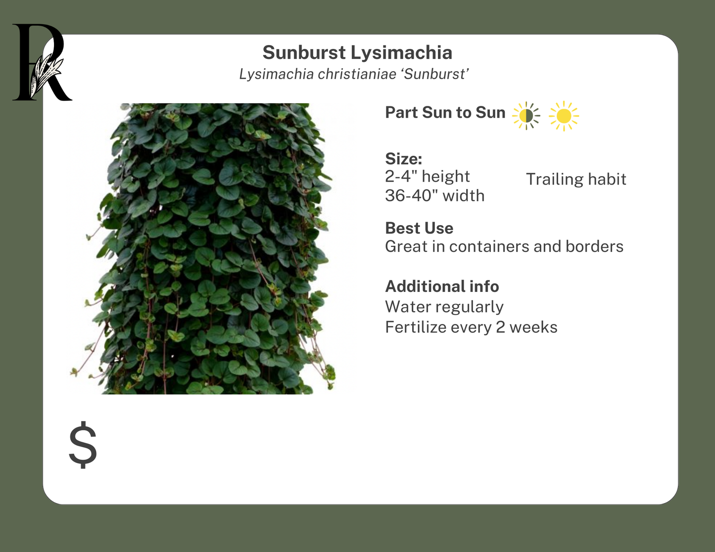 Sunburst Lysimachia