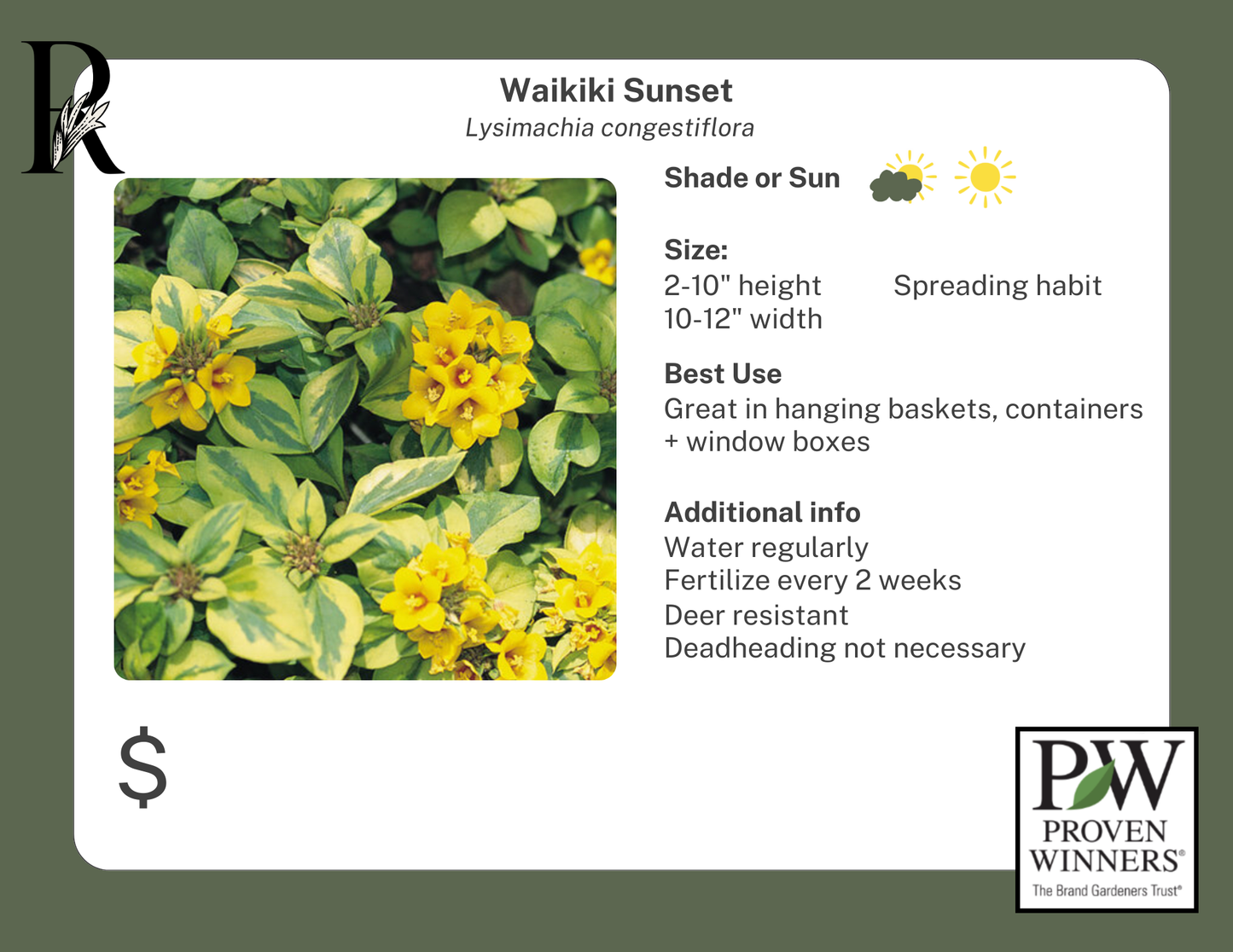 Waikiki Sunset Lysimachia (Proven Winners)