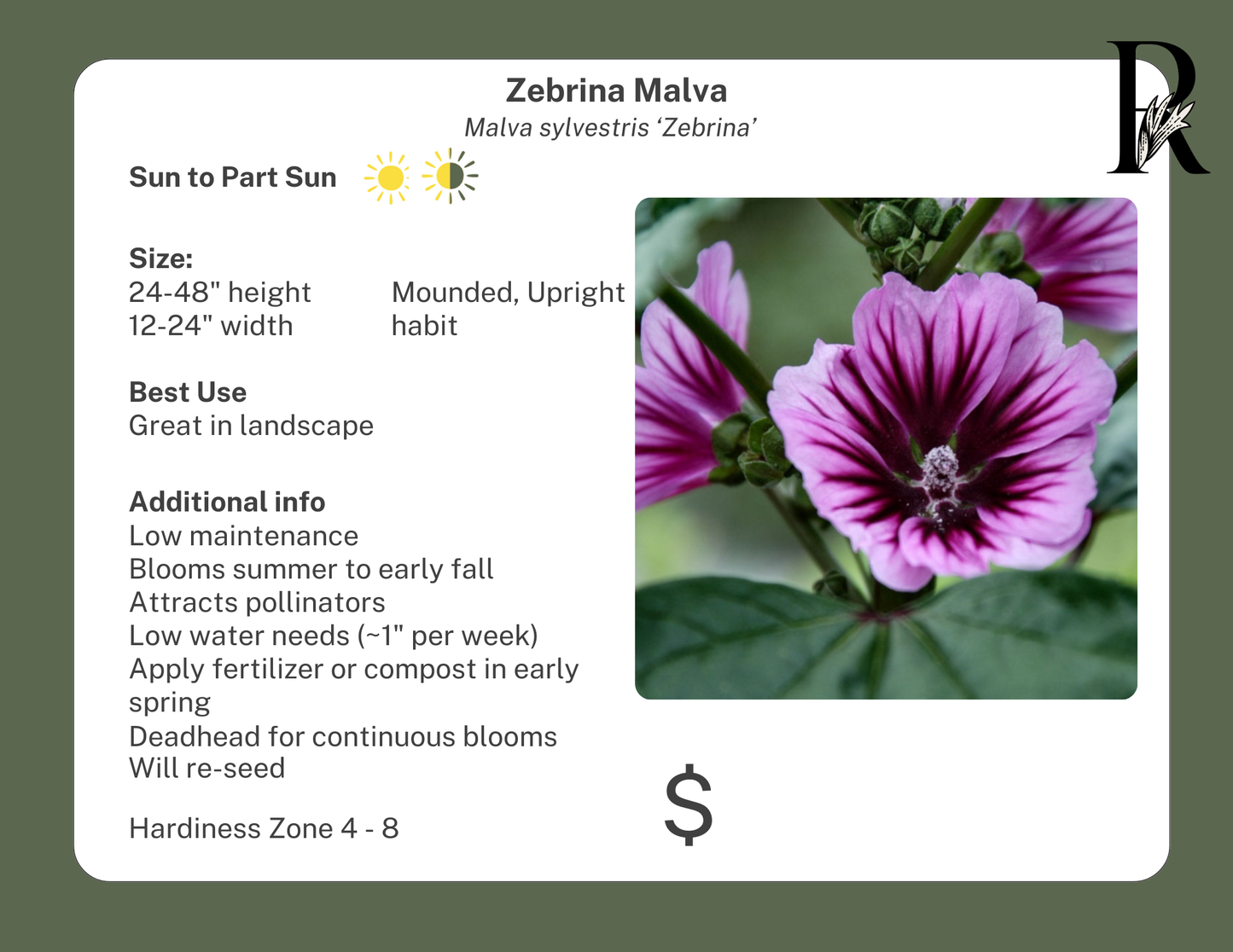 Malva Zebrina